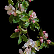 Apple Blossom Leggings
